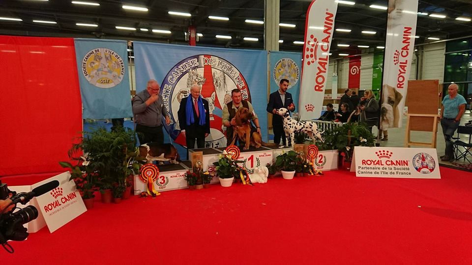 Des Limiers De L'Abbaye D'Elnon - Paris Dog Show 2018 